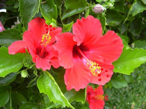 Апартаменти Hibiscus Марауса Екстер'єр фото